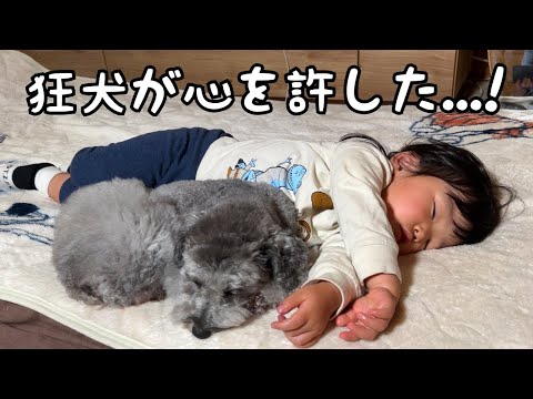 【まさか！】ママとパパ以外に心を開かなかった狂犬が２歳児に甘えて一緒に寝始めました…｜グレートピレニーズ&オールドイングリッシュシープドッグ&トイプードル