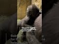 Baby gorilla stands up for 1st time with moms help  - 00:52 min - News - Video