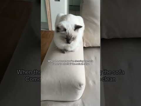 She’s checking if the sofa is clean