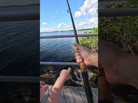 Fish On! Saltwater Fishing With My Son