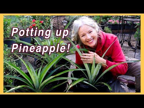 YOU can grow PINEAPPLE in Zone 7! TIPS!