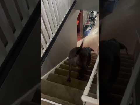 funnydogs#cute#doglover#doglife#cure#dogshorts#pet#doglife#dogshorts