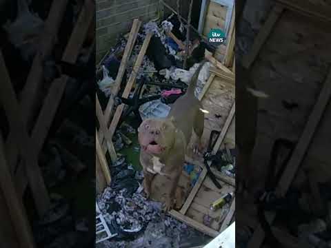 Police force seizes nearly 100 suspected dangerous dogs in four months  #itvnews #uk #westmidlands