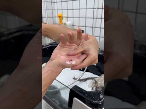 anabul mengamuk di kedai adik kecil.  #shorts #kucing #kucingngamuk