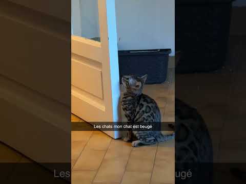 Il est beugé le chat