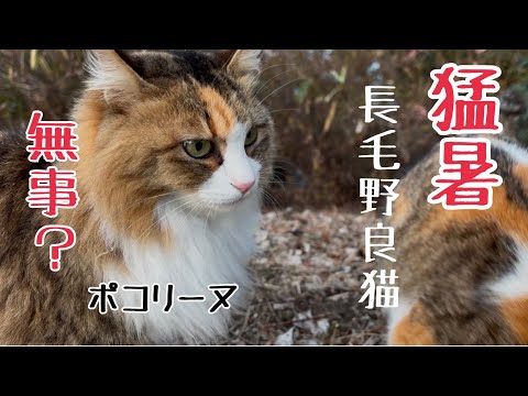 〈猛暑〉ぽこまるの娘は無事か？長毛野良猫ポコリーヌ【元野良猫まるとら&ぽこまる】