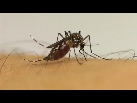 Caminhos da Reportagem | Dengue: a realidade de uma epidemia