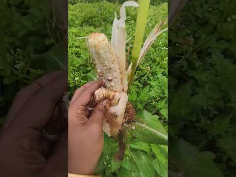 എല്ലാം കൊണ്ടോയേ ....😭 @babithasanudas # #trendingshorts #farming #gardening #dailyvlog #corn