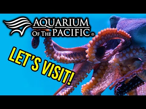 Aquarium Of The Pacific - This place is MASSIVE In this video, I take you through the Aquarium of the Pacific in Long beach. I often come to this pl