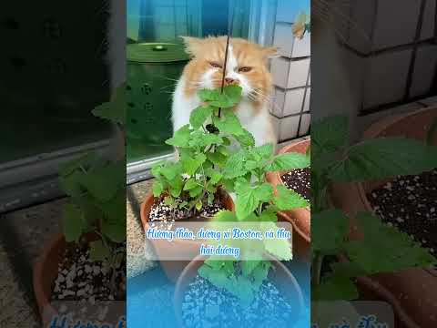 Sen ơi, đừng trồng những cây này nếu nuôi mèo #shots  #cat #mèo #dongvat