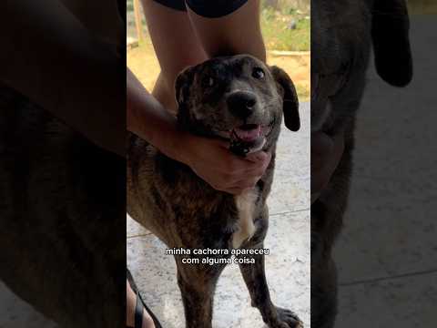 O dia que um BICHO ENORME GRUDOU na boca da minha cachorra🫠🤡