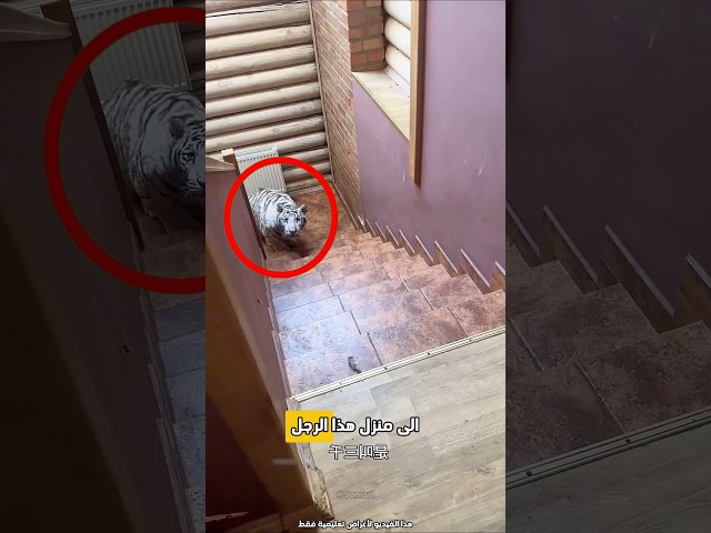 قام الرجل بتربية نمر أليف 😮 #shorts