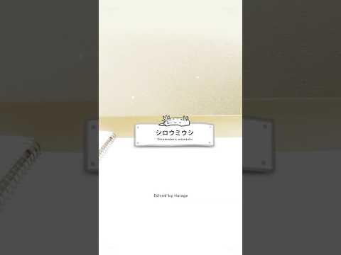 【ふしぎな生物たち】ウミウシ「シロウミウシ」 / No.002 #shorts #アニメ