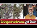 వేపచెట్టుకు మామిడికాయలు...వైరల్ వీడియో | MangoesGrowing on Neem Tree | Jordar varthalu | hmtv