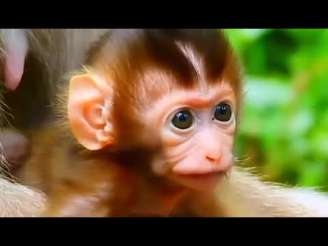 Baby Monkeys Being Cute for Two Hours