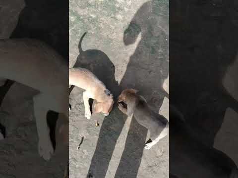 #dog #dogs #doglife #shorts #dogeatingfood #trendingshorts #trendingvideo #trend #animals #trending