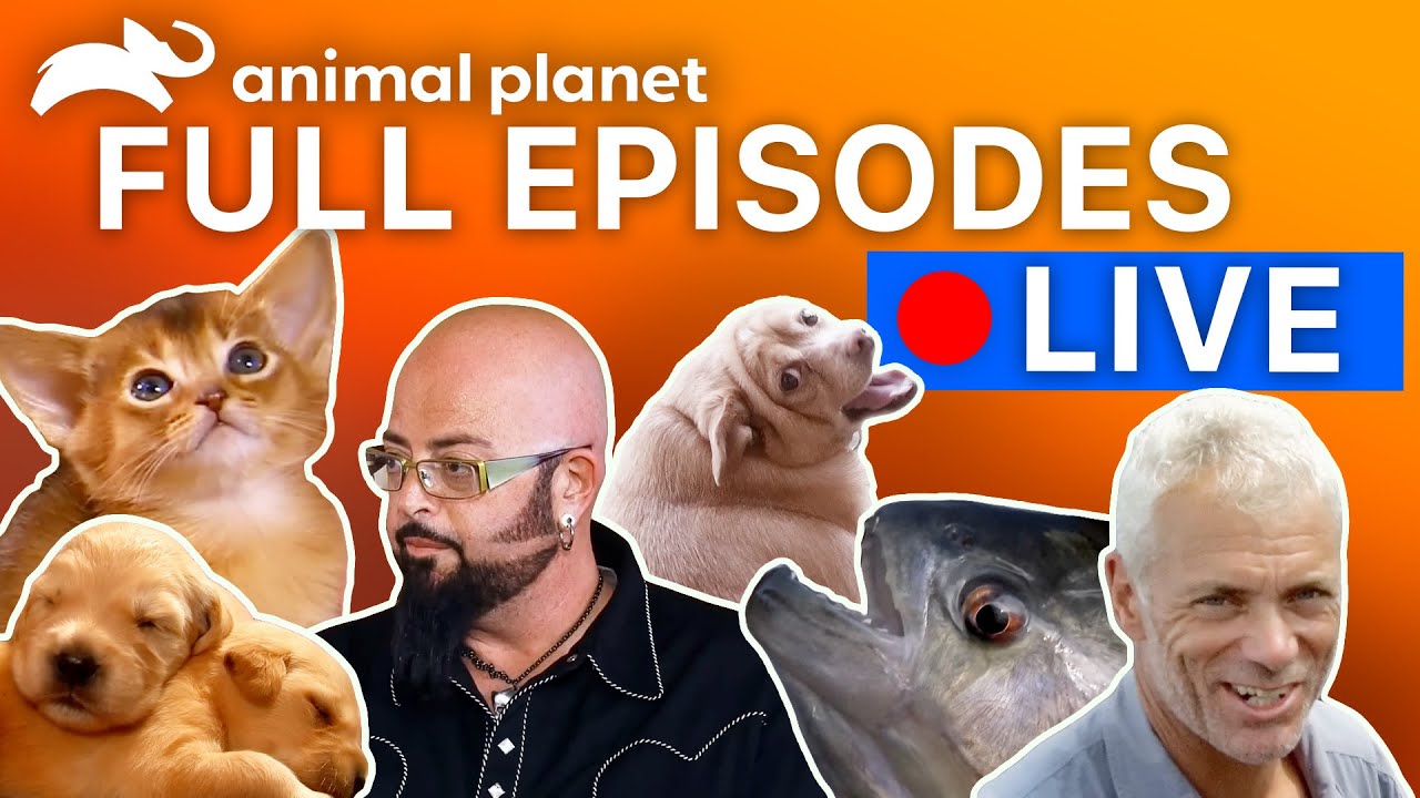 LIVE FULL EPISODES 🔴 24/7 Animal Planet Throwback Marathon