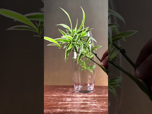吊兰垂绿轻摇曳，清风拂过心弦动。