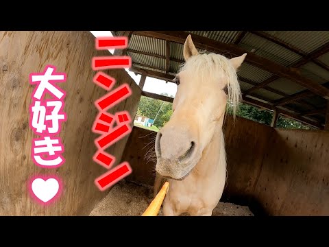 馬がボリボリとニンジンを食べる。