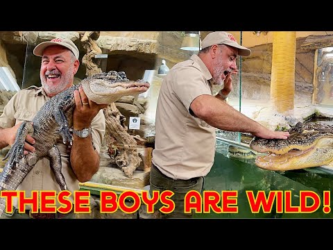 My Gators were putting on a Show😱 Today’s adventure takes you straight into the action as I feed my American alligators and share th