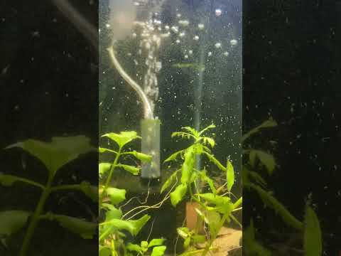 Hydra Eating Baby Brine Shrimp 
