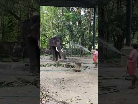 കാലിലെ ചങ്ങല വലിച്ചു പൊട്ടിക്കാൻ നോക്കുന്ന മൊതലിനെ കണ്ടോ 😱😱😱#shortsfeed #shorts #viral #viralshorts