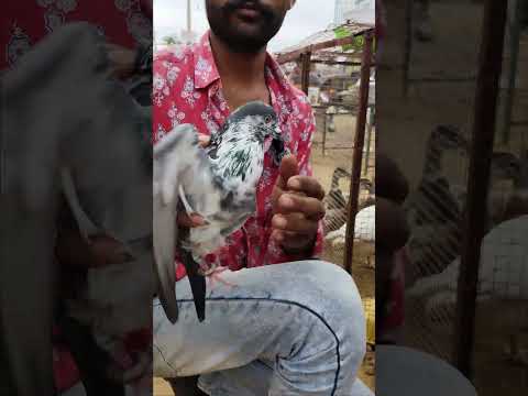 अब आप भी उम्मीद करते हो अपने लिए पलटू जानवर पुष्कर मेले में #viral