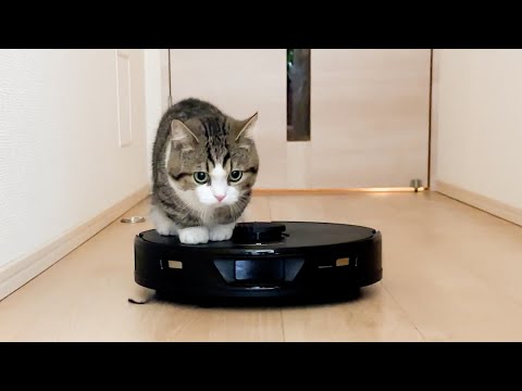 ルンバに飛び乗る子猫