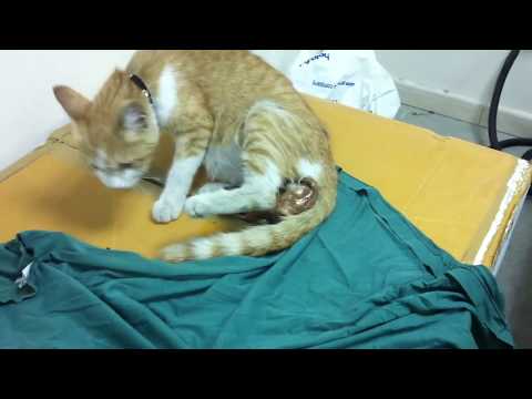 Our Cat Giving Birth at My Workplace