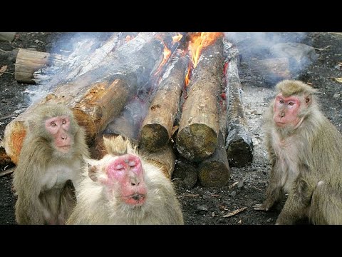 Ιαπωνία: Οι πίθηκοι φοβούνται τη φωτιά, εκτός αν κάνει κρύο