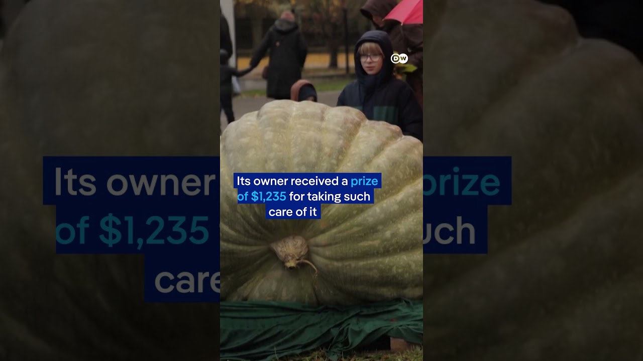 Poland: Half-ton pumpkin squashes competition | DW News