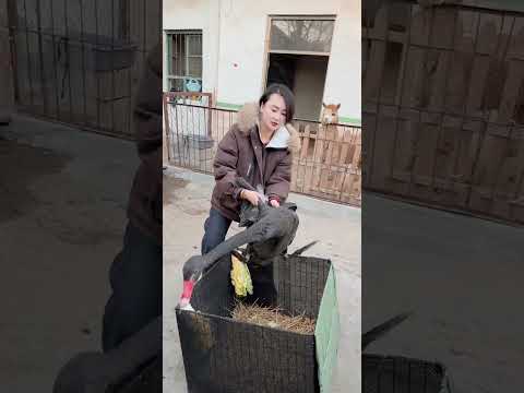 #黑天鹅 #乡土好货贺新春 #幸福乡村有年味 #助农帮帮团