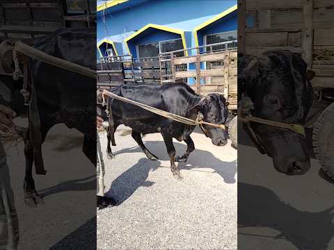 Gorur video3 amba hamba goru guru cow tiktok #shorts