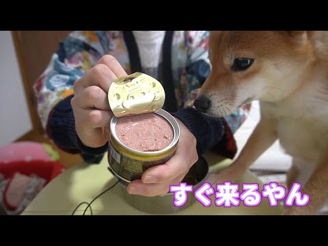 【何事？】缶が開くとすっ飛んでくる柴犬小夏　ASMR　デビフ