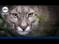 Mountain lion attack in Northern California