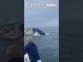Whale Breach Capsizes Fishing Boat In New Hampshire