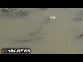 Snouts out! Submerged alligators adapt to ice-covered ponds
