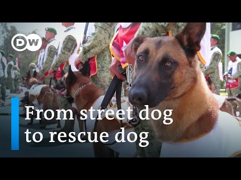 Turning stray dogs into rescue dogs after Turkey's earthquakes | Focus on Europe