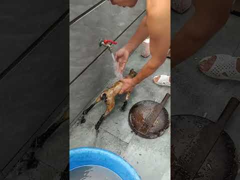 tiểu hổ đi mọi người