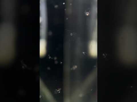 猫の動画サムネイル - ハヤマコツブクラゲ #shorts  #かもすいのクラゲたち