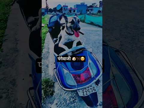 पंगेबाजी 🐶🐕🦺🥹 #shorts #ytshorts #dogshorts #animallovers #petlover #bezubaanjaan #love