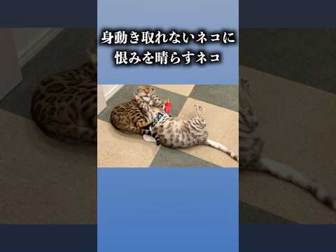 身動きとれないネコに恨みを晴らすネコ #ベンガル #cat #ルトロゼ