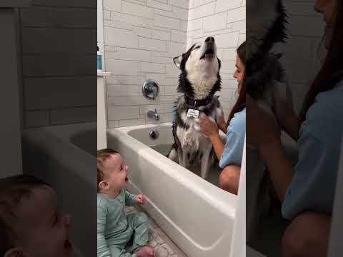 Funny Dog <strong>Bath</strong> Time 🛁 Sheldon Soaks While Baby Leonard Watches