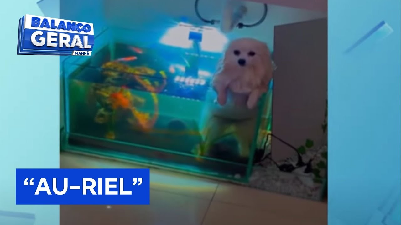 Tutor se distraí e cãozinho vai parar no aquário
