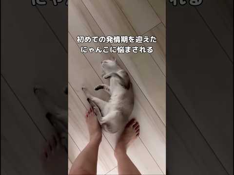 シンガプーラ猫の可愛さと発情期の観察（初めての子猫お迎え） サムネイル