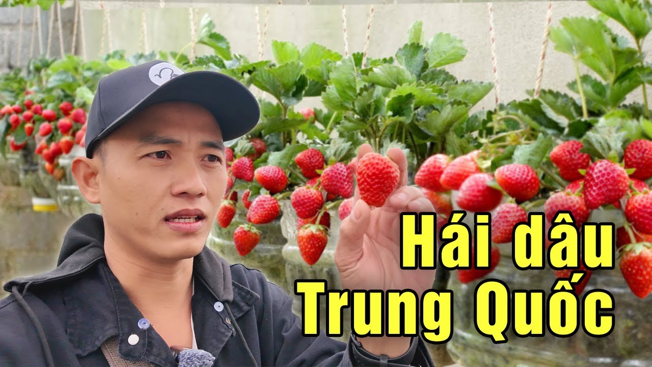 Tour hái dâu tây xuyên biên giới ở Đông Hưng Trung Quốc giá thành ra sao