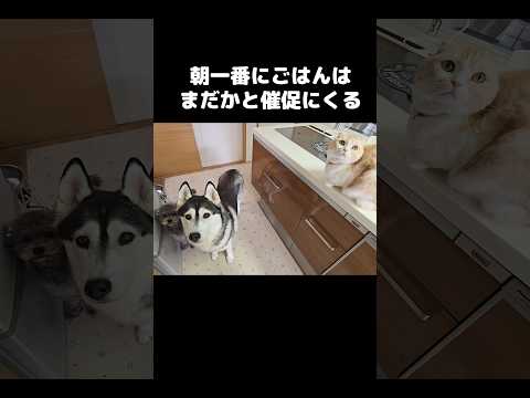 ごはんはまだかと催促にくる猫と犬がかわいい...#shorts