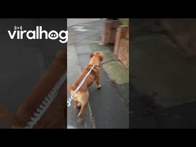Dog Copies His Human Sibling || ViralHog