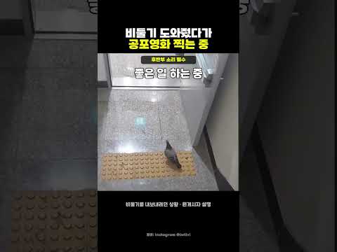 비둘기 도와줬다가 <strong>공포영화</strong> 찍는 중