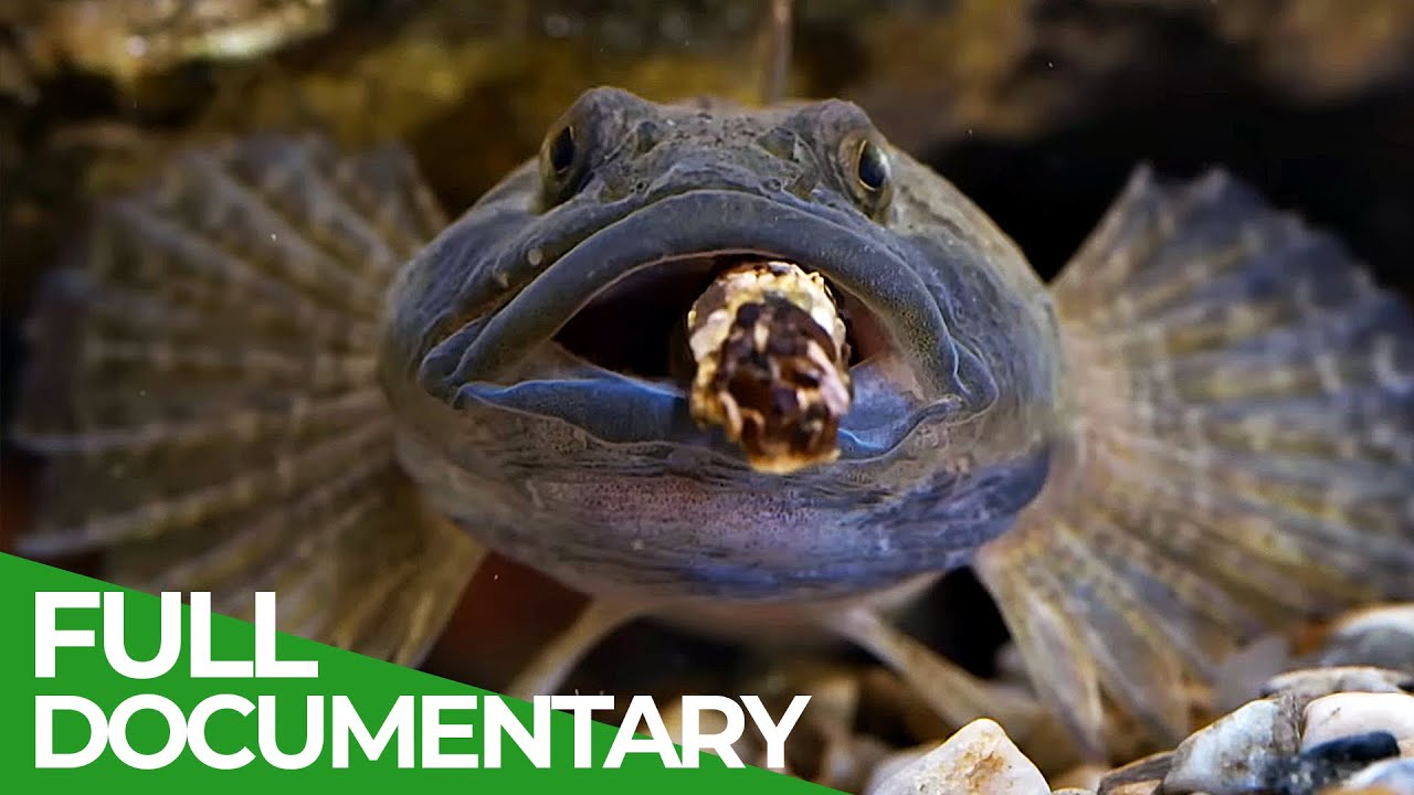 The Stream - Ecosystem in Jeopardy | Free Documentary Nature